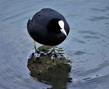 High angle view of duck swimming in lake