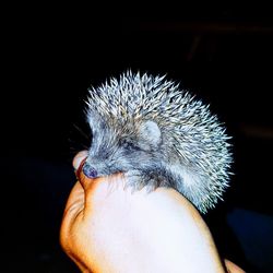 Close-up of a hand holding an animal