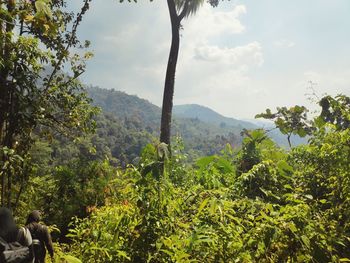 Scenic view of forest against sky