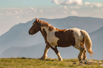 View of a horse on field