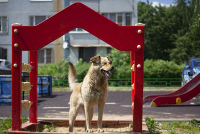 View of a dog standing against built structure
