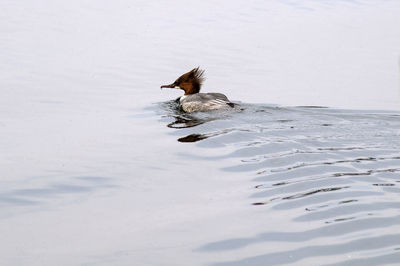 Duck swimming in a lake