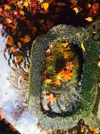 Leaves floating on water