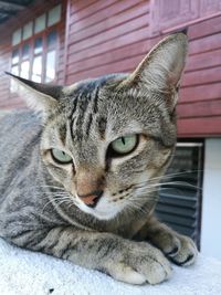 Close-up portrait of cat