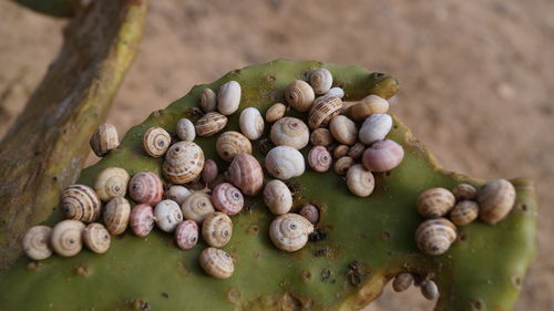 Madeira land snails clustered together on cactus plants to avoid sun heat textured nature background