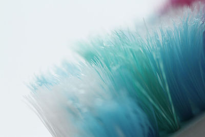 Close-up of feather against white background