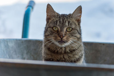 Close-up portrait of cat