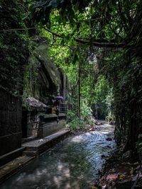 Walkway amidst trees in forest