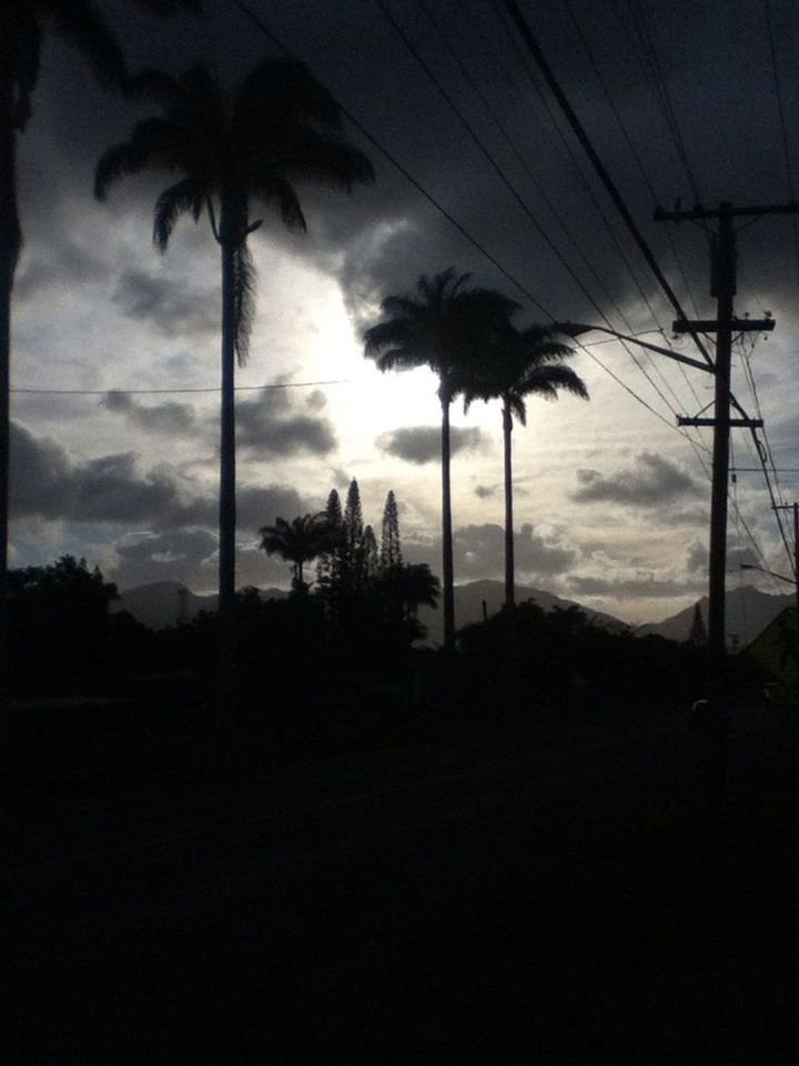 silhouette, tree, sky, power line, electricity pylon, palm tree, electricity, tranquility, low angle view, cloud - sky, power supply, sunset, tranquil scene, cable, nature, scenics, dusk, beauty in nature, growth, fuel and power generation