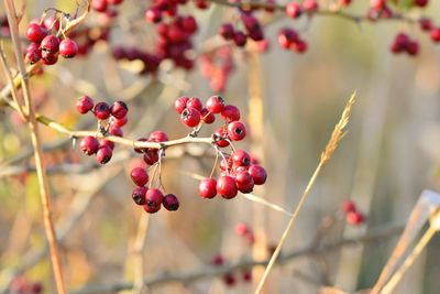 Close-up of red berries growing on tree