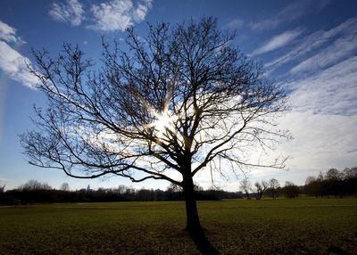 Sunlight streaming through bare tree on field