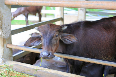 Cow in a pen