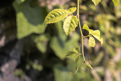 Close-up of green leaves