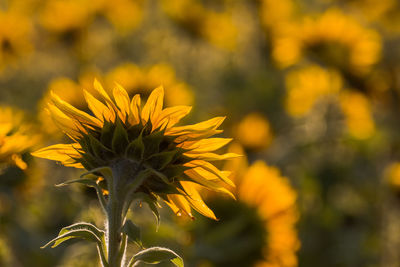 Close-up of yellow flower blooming outdoors