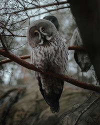 Close-up of owl perching on branch