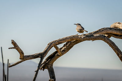 Low angle view of bird perching on branch against sky