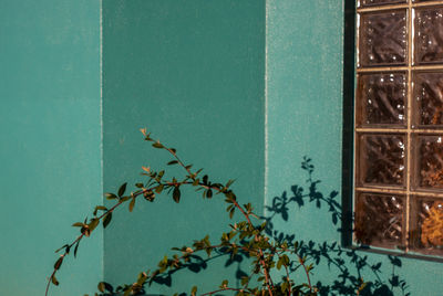 Close-up of plant against wall