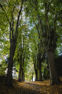 Low angle view of trees against sky