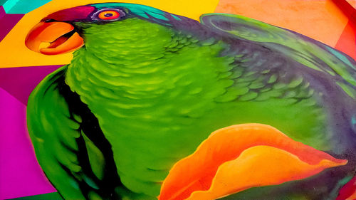 Close-up of parrot