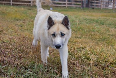 Portrait of dog on grass