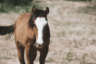 Horse standing in ranch