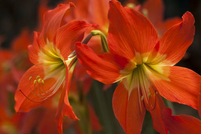 Close-up of red lilies