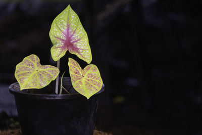 Close-up of potted plant