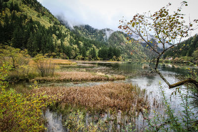 Scenic view of lake in forest against sky