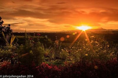 Scenic view of field against sky at sunset