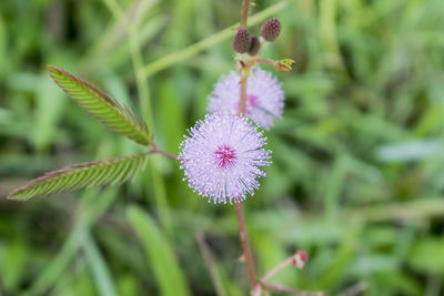 Close-up of purple flowering plant