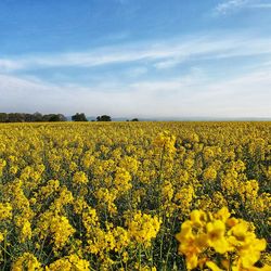 Scenic view of oilseed rape field against sky