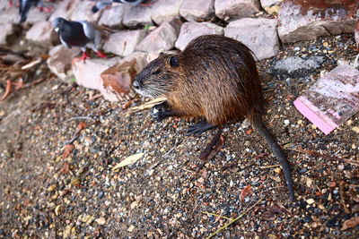 Nutria, fauna of the moldava rover