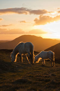 Horses grazing in a field with mountains