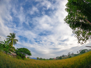 Trees on field against sky