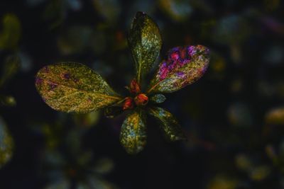 Close-up of green leaf on plant