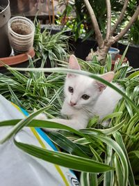 Close-up of a cat