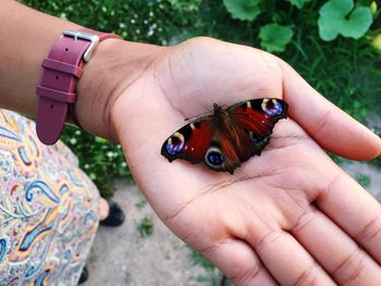 Close-up of ladybug on hand