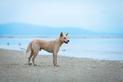 Dog on beach