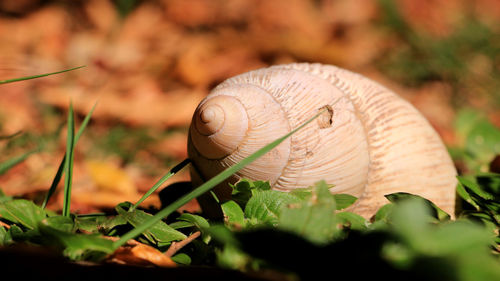 Close-up of snail on dirt road