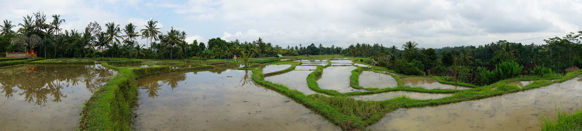 Panoramic view of trees on field against sky