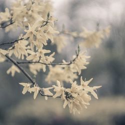 Close-up of flower on tree