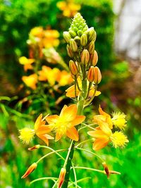 Close-up of yellow flowers blooming outdoors