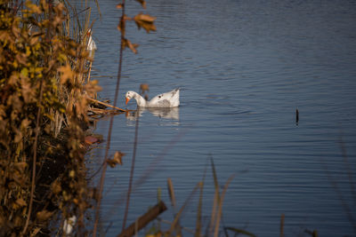 High angle view of ducks swimming in lake