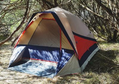 View of tent in forest