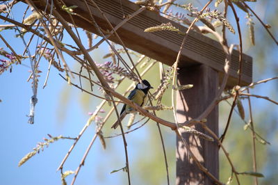 Low angle view of great tit perching on branch