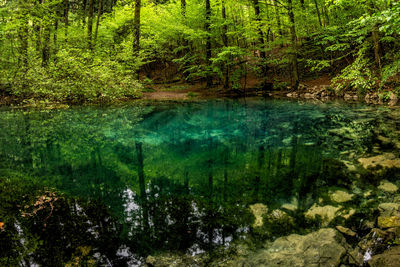 Scenic view of lake in forest