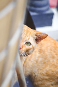 Close-up portrait of a cat looking away