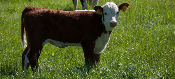 Cow standing on field