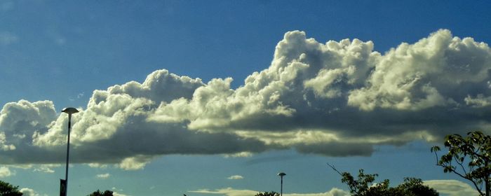 Low angle view of trees against sky