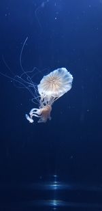 Close-up of jellyfish swimming in sea